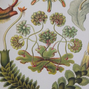 Papel botánico: Plantas exóticas, collage y decoupage (dos hojas de 21,5 x 28 cm)