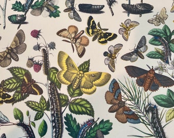 Botanical Moth Print Paper: Vintage Style Decoupage, Scrapbooking (2 Sheets)
