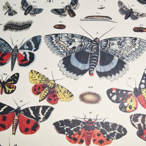 Botanical Print Paper, Butterflies & Moths, Butterfly Paper, Wrapping Paper, Decoupage Crafts, Collage, Scrapbooking Paper, Two Sheets