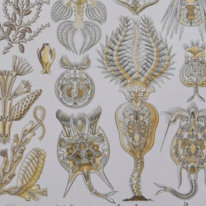 Vintage Sea Life Print Paper: Coral Reef Collage (2 Sheets)