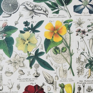 Botanical Print Paper: Vintage Floral Designs, Scrapbooking (Two 8.5x11&quot; Sheets)