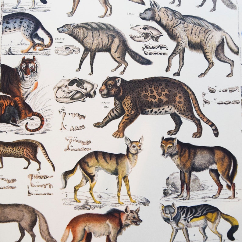 May include: A vintage illustration of various wild animals, including a tiger, a jaguar, a hyena, and several types of canines. The illustration is in a detailed, realistic style with a white background.