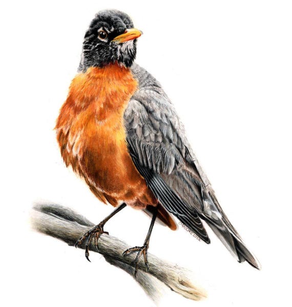 American Robin is my wife's original colored pencil and pastel drawing on Bristol Vellum 16 x 20 ready for your standard frame