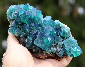 Excellent color change Fluorite. Old Rogerley Mine, Frosterley, Weardale, North Pennines, Co., Durham, England. 25 year old specimen.