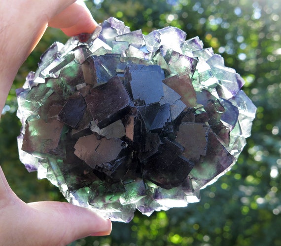 Fluorite crystal flower. Okorusu Mine, Otjiwarongo Region, Karibib District, Namibia. 5 inch across. Nice color zoning, see the videos