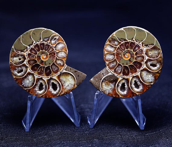 Split Ammonite fossil matching pair. First quality, beautifully polished. Full crystallized chambers. Tulear, Madagascar. Stands included.