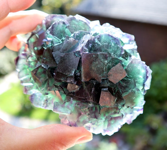 Fluorite crystal flower. Okorusu Mine, Otjiwarongo Region, Karibib District, Namibia. 5 inch across. Nice color zoning, see the videos