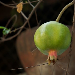Green pomegranate in Thailand - symbol of fertility