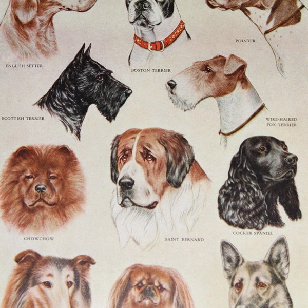 Dog Breeds, Survey of K9 Canine Species-- a 1935 Book Plate Illustration