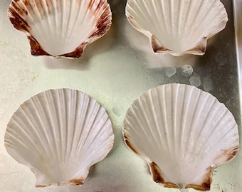 conchas de vieira limpias
