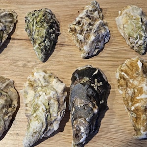 Könnte beinhalten: Draufsicht auf acht rohe Austern mit strukturierten, mehrfarbigen Schalen. Die Schalen weisen eine Reihe von Farben auf, darunter Grau, Braun und Grün. Sie sind auf einer hellbraunen Holzoberfläche angeordnet.