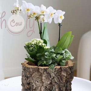 Può includere: Un'orchidea in vaso con fiori bianchi e centri gialli, foglie verdi e altre piccole piante verdi. Il vaso è fatto di corteccia marrone strutturata.