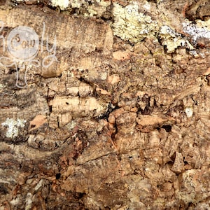 May include: Close-up of a tree bark texture with a rough, uneven surface. The bark is a mix of brown, grey, and beige colours with a pattern of cracks and crevices.