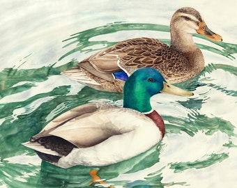 Impresión de acuarela de par de pato real