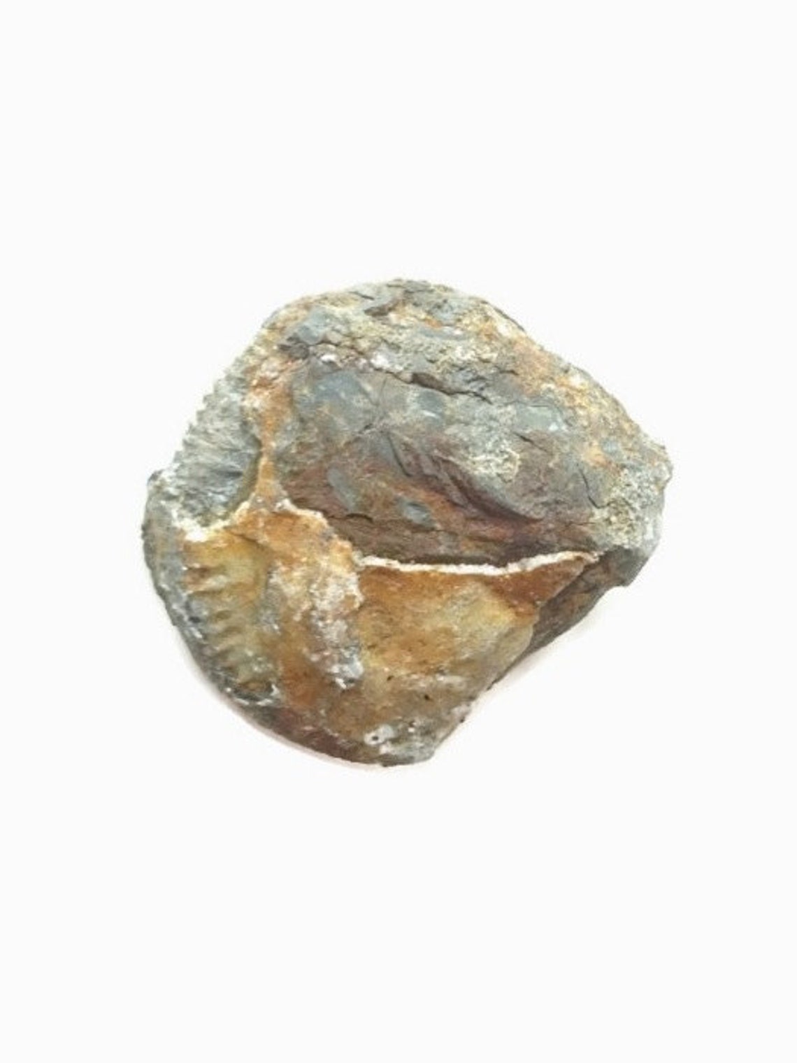 ammonite sea creature ammonite sea creature