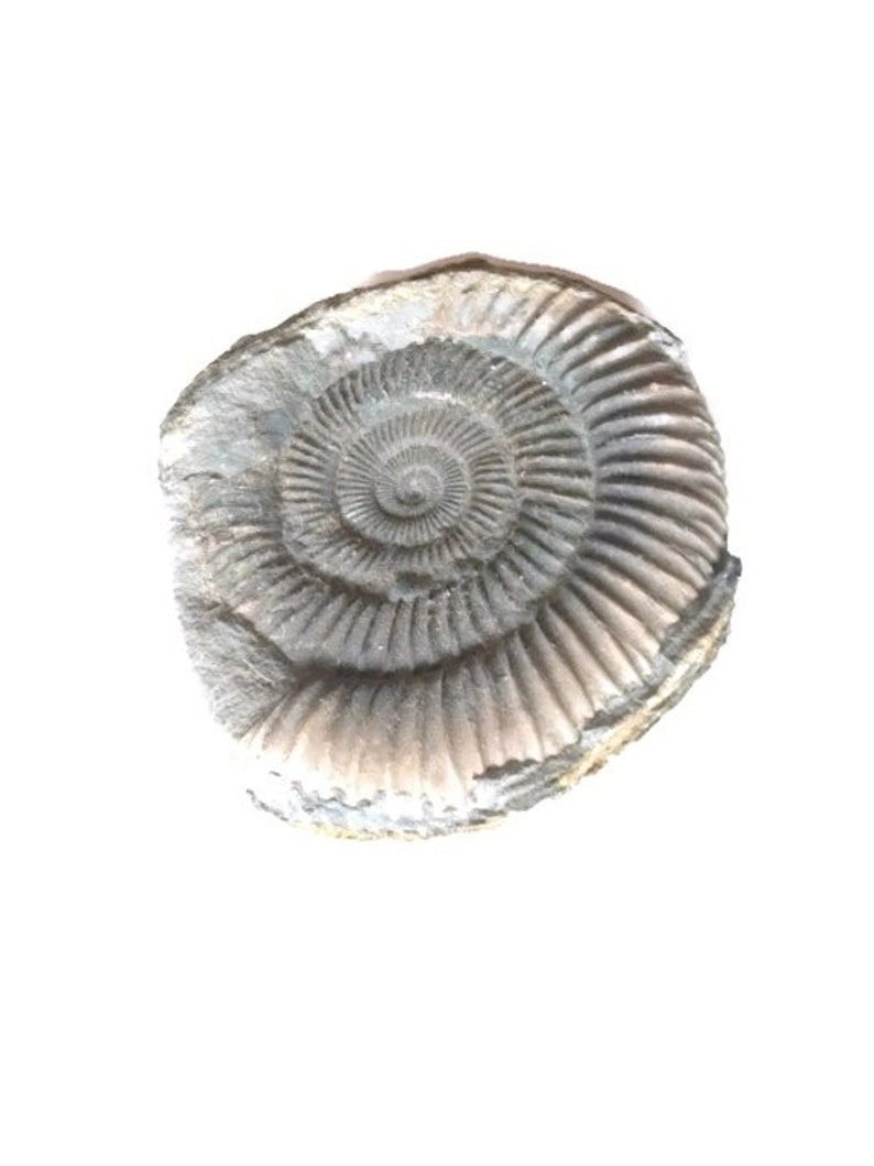 ammonite sea creature ammonite sea creature