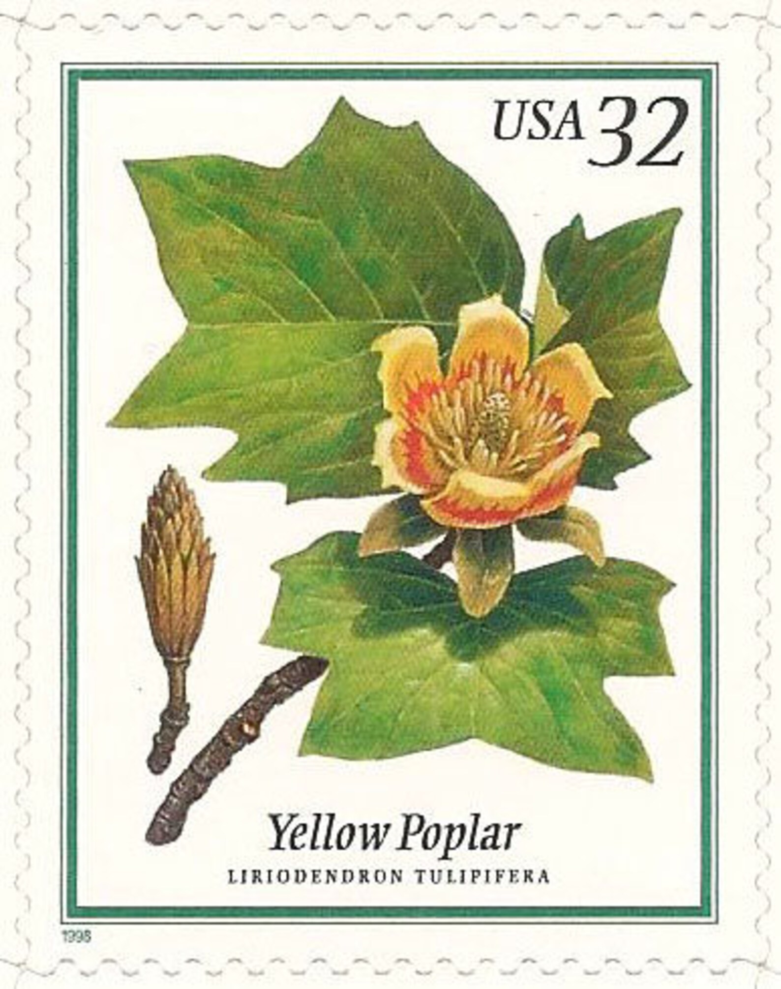Unused 1998 Yellow Poplar Tree Flowering Trees Vintage image 0.