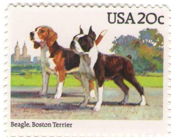 boston beagle