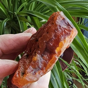 May include: A raw, amber-colored gemstone with a rough, textured surface. The stone has a rich, translucent appearance, with variations in color from light orange to deep reddish-brown. The natural stone is held in a hand, with green foliage in the background.