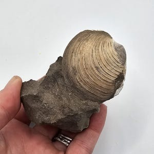 May include: A fossilised clam shell, in shades of tan and cream, is set in a dark grey rock. The shell's surface shows detailed, concentric ridges. The rock is held in a hand against a white background.