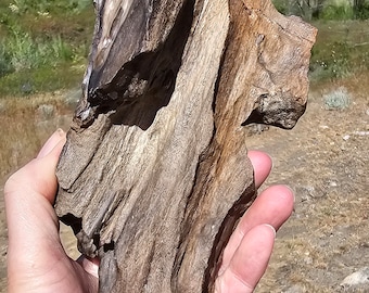 May include: A close-up of a piece of petrified wood, showing its intricate grain patterns and natural brown and black colors. The wood is being held in a hand, showcasing its size and texture.