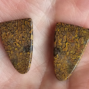 Fossilized Dinosaur Stone Set