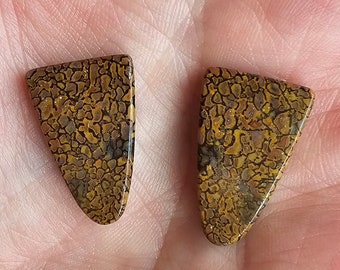 Puede incluir: Dos piezas triangulares de hueso de dinosaurio fosilizado, con un patrón de color marrón y dorado.