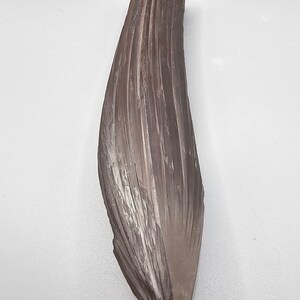 May include: A long, dark gray, naturally formed, rock crystal with a striated, fan-like pattern.