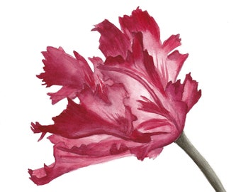 Red parrot tulip, single flower illustration, botanical watercolor, print of original painting