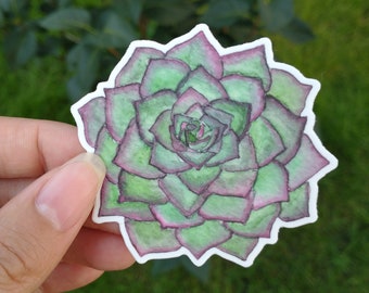 succulent sticker, die cut 3" vinyl sticker of plant, adhesive decal