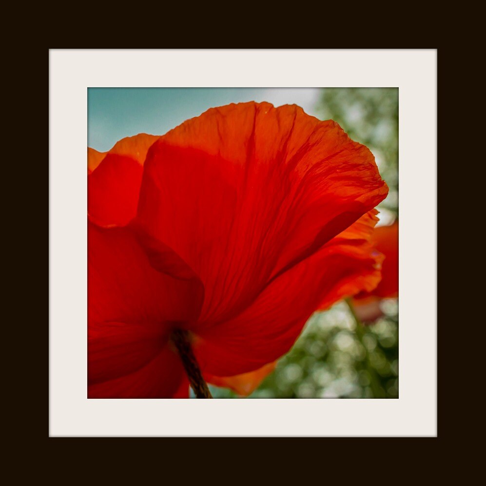 Flowers Poppies Orange Wall Decor Wall Art Photography Etsy
