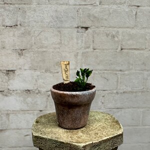 Dollhouse Miniature Seedling in an Aged Planter, One Miniature Plant, Mini Greenhouse Accessory image 4