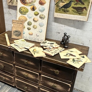 May include: A miniature wooden dresser with drawers holds vintage bird illustrations, a chart of eggs, and small cards with bird drawings. A rolled paper and miniature binoculars are also on the dresser. The items are arranged to create a vintage aesthetic.