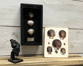 Dollhouse Miniature Specimen of Seashells and Print, Miniature Ocean Accessory