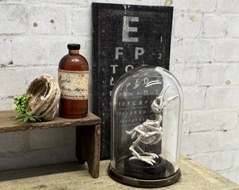 Dollhouse Miniature Raven Skeleton Specimen, Miniature Curiosity, Miniature Cloche