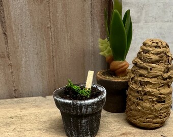 Dollhouse Miniature Seedling in an Aged Planter, One Miniature Plant, Mini Greenhouse Accessory