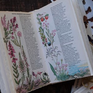 May include: Open book with botanical illustrations of flowers and plants. The pages feature text and drawings of various species, with a focus on the Heath family. A sheet of butterfly stickers is visible.