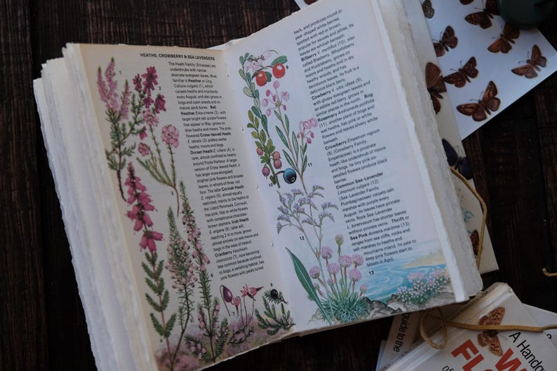May include: Open book with botanical illustrations of flowers and plants. The pages feature text and drawings of various species, with a focus on the Heath family. A sheet of butterfly stickers is visible.