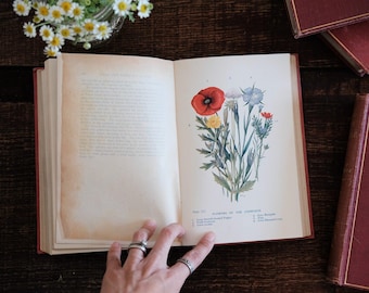 Antique Nature Guide Book – Field and Woodland Plants, 1911 Watercolor Illustrations