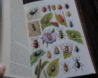 Natural History of the Garden