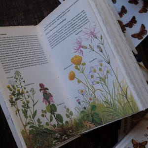May include: An open book with botanical illustrations of wildflowers, including buttercups and pink flowers, with text about ecology and habitats. A small stack of books and butterfly stickers are also visible.