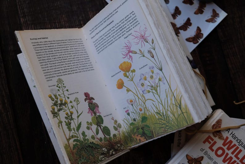 May include: An open book with botanical illustrations of wildflowers, including buttercups and pink flowers, with text about ecology and habitats. A small stack of books and butterfly stickers are also visible.