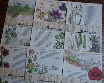 Vintage Flower Illustration Book Pages: Botanical Ephemera Set