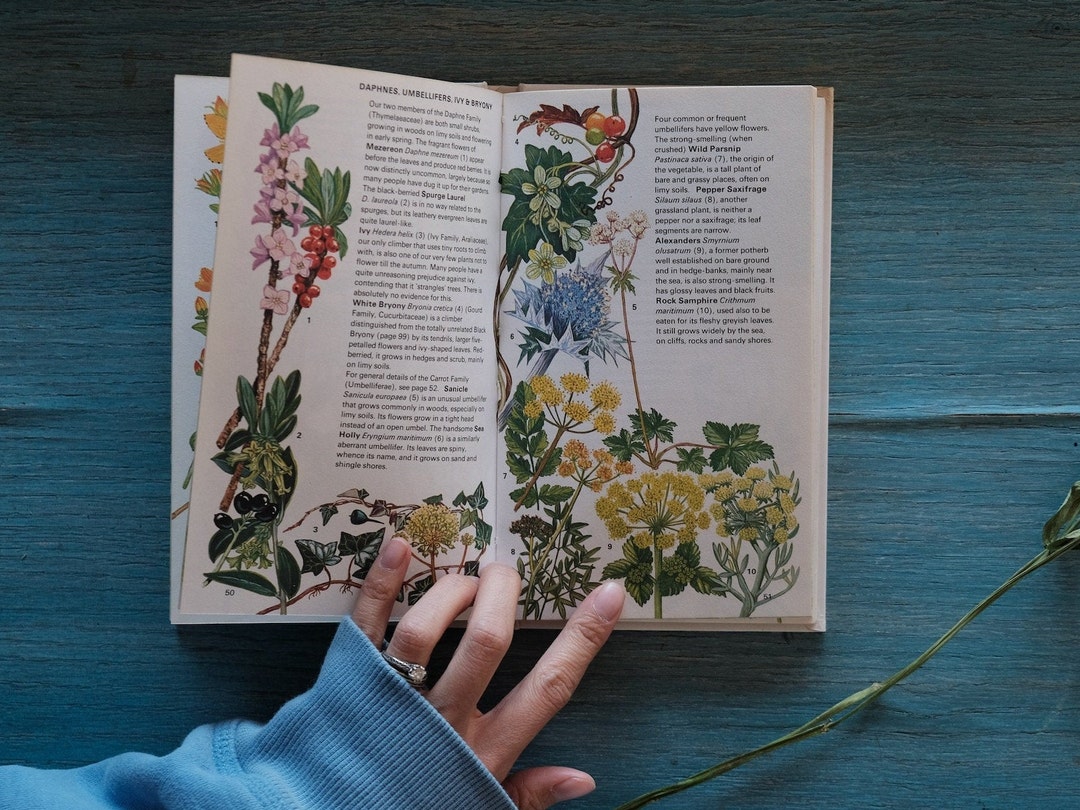 Wild Flowers of Britain and Northern Europe Old Botanical Book Vintage