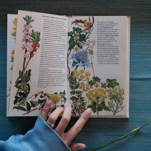 Wild Flowers of Britain and Northern Europe - Old Botanical Book - Vintage Plant Book- Vintage Book Decor - Vintage Gardening Books