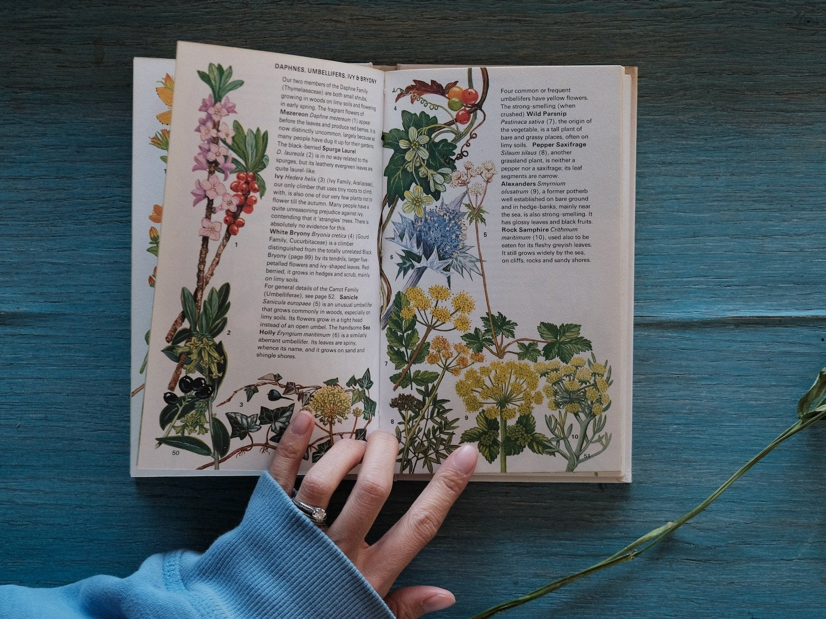 Wild Flowers of Britain and Northern Europe - Old Botanical Wild Flowers of Britain and Northern Europe - Old Botanical