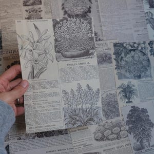 花のイラストロット - 植物のページ 自然画 クリエイティブギフト 歴史プリント 写真 コラージュ 紙 エフェメラ