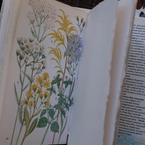 May include: Open vintage book pages with botanical illustrations of various wildflowers in yellow, white, and blue. The pages have a deckled edge, and text is visible on the right page. The book is open, revealing the detailed drawings.