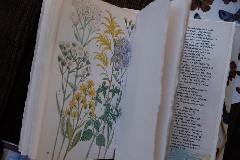 May include: Open vintage book pages with botanical illustrations of various wildflowers in yellow, white, and blue. The pages have a deckled edge, and text is visible on the right page. The book is open, revealing the detailed drawings.