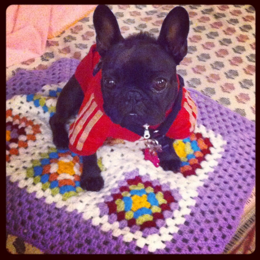 French Bulldog Crochet Blanket for Dogs Handmade Afghan Granny Etsy